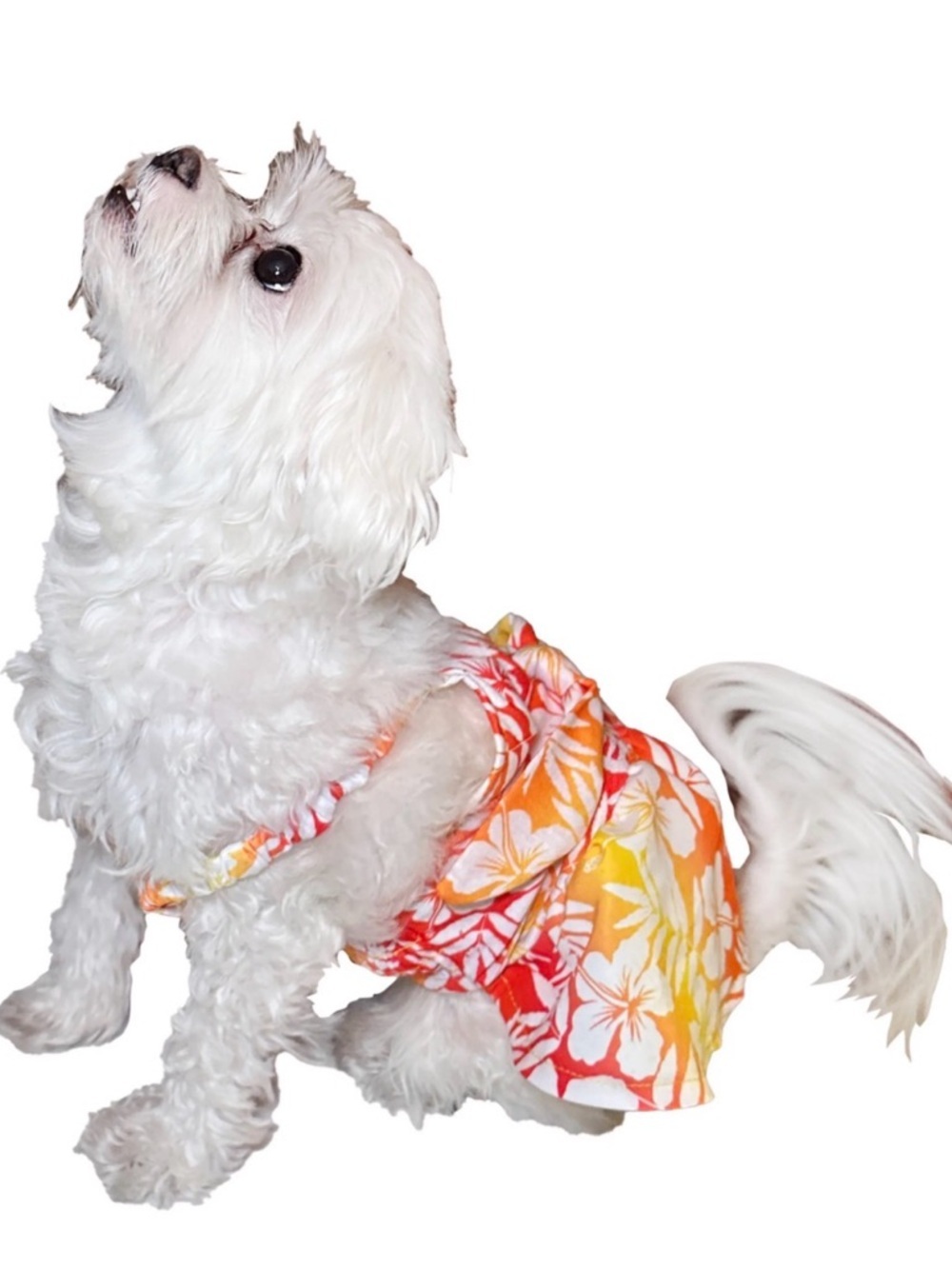 Fun In The Sun Hawaiian Floral Pet Sundress Size XL
